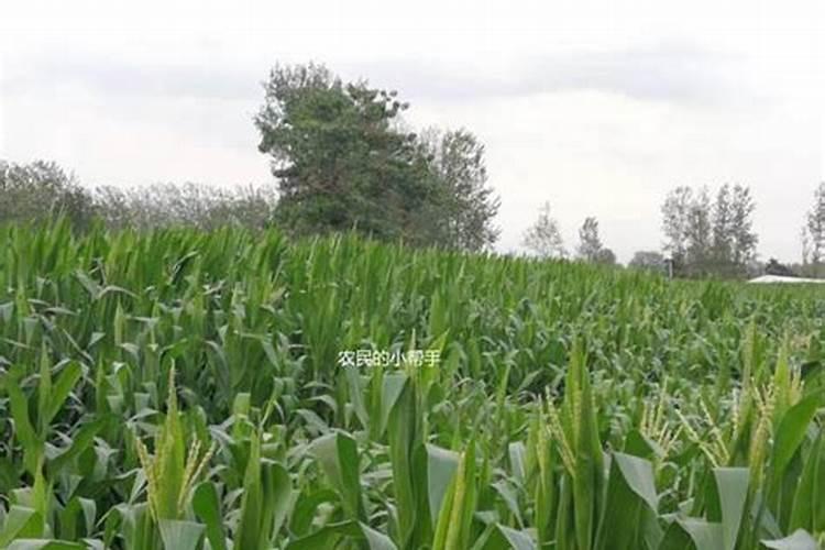 玉米出穗还可追尿素和氯化钾吗