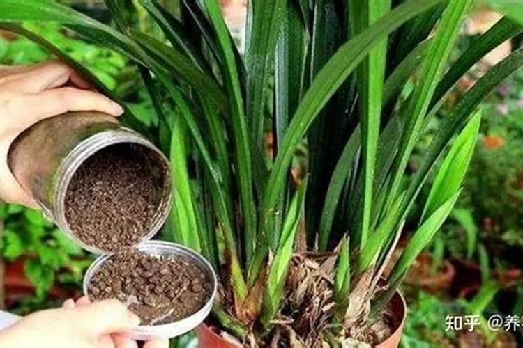 盆栽植物开花可以喷叶面肥吗