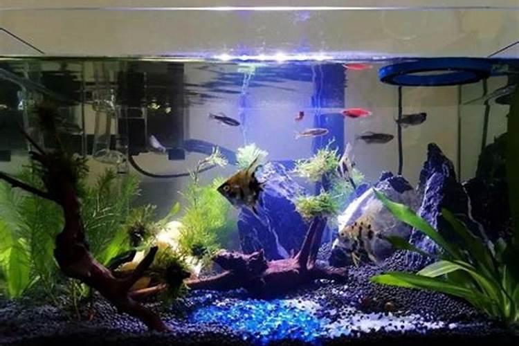 把鱼食当了花肥了,怎样补救？