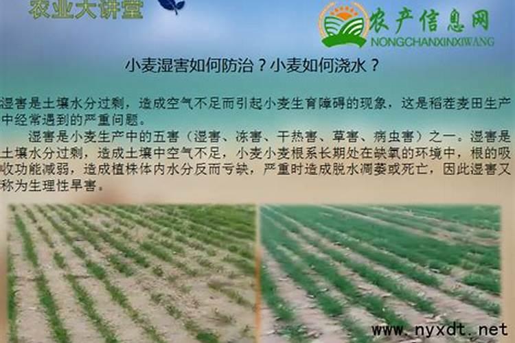 小麦喜欢硫酸钾还是氯化钾 小麦肥害的症状