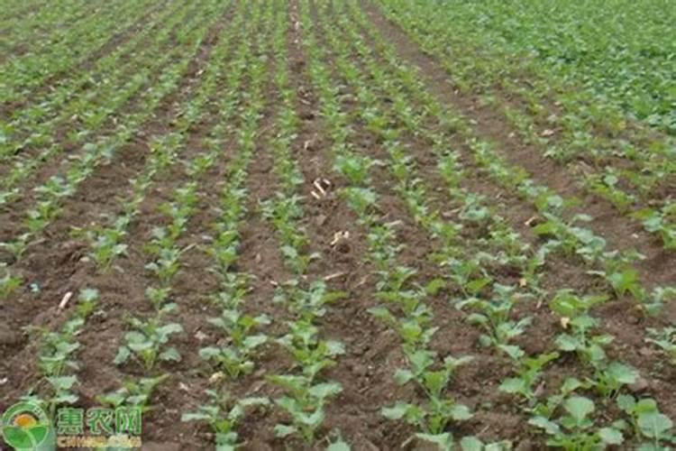 油菜什么时候施硼肥