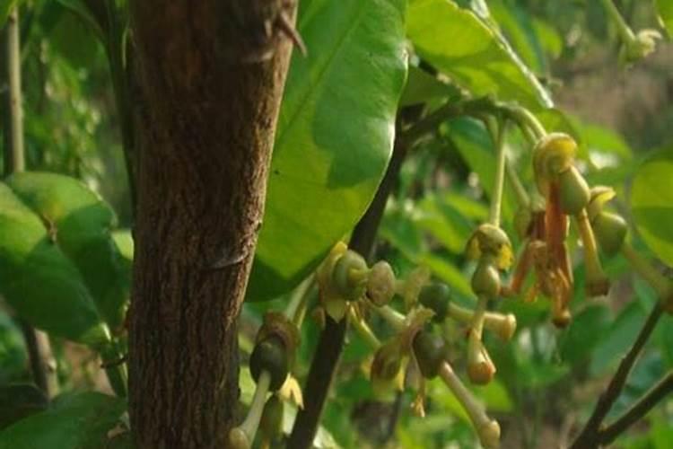 草莓移盆后蔫了怎么办？