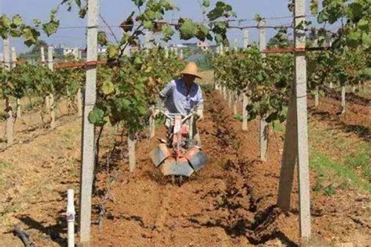 葡萄树在什么时候施肥最合适？