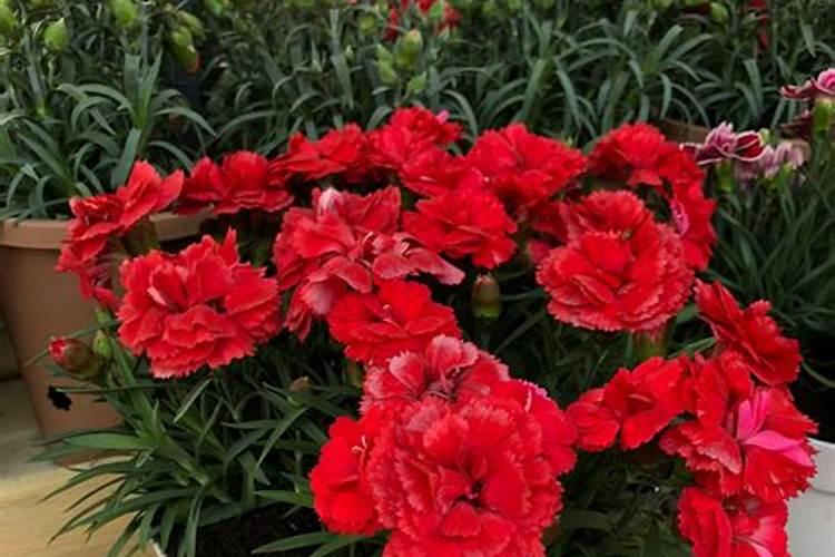 康乃馨花期需要施肥吗