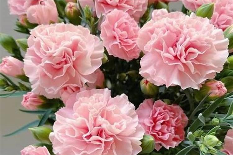 康乃馨怎么施肥能促使开花