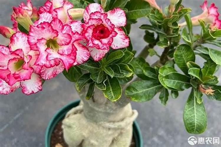 沙漠玫瑰展叶该如何施肥呢
