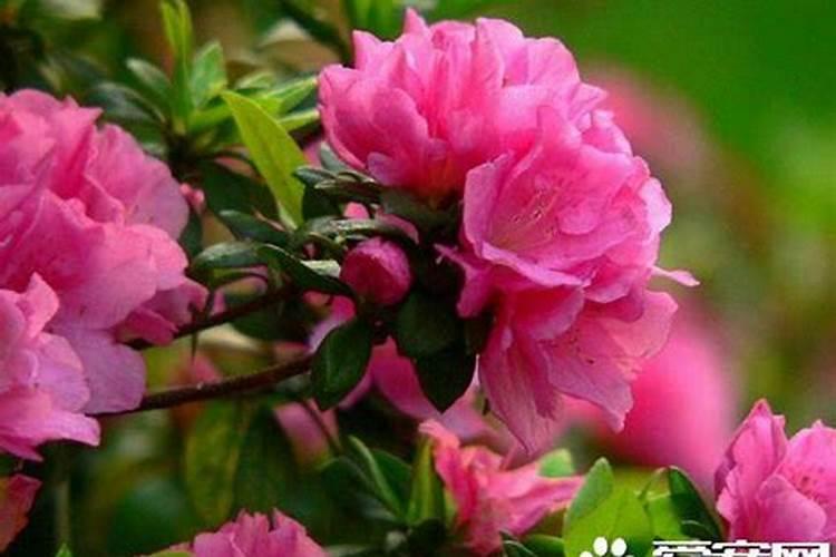 杜鹃开花期间施什么肥