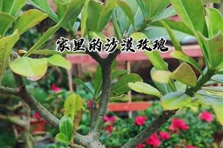 春季沙漠玫瑰如何追肥