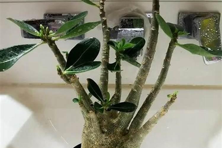 四寸出水口可以直接接两寸喷灌的管子吗