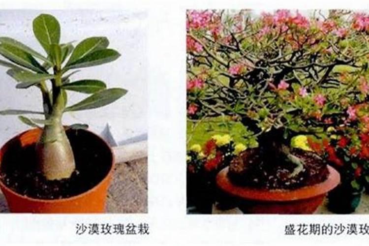 沙漠玫瑰施什么肥比较好