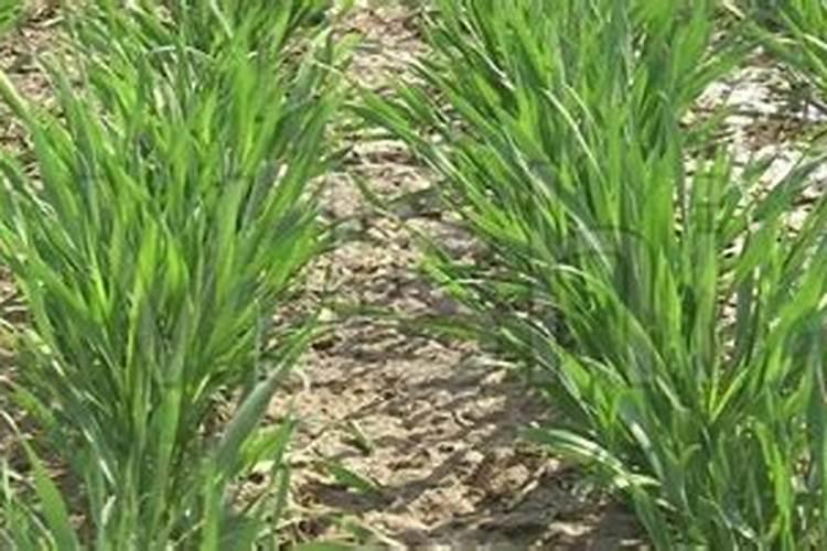 小麦撒尿素的最佳时间