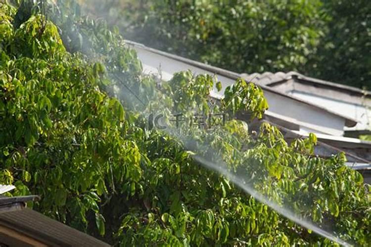 芸苔素使用技巧