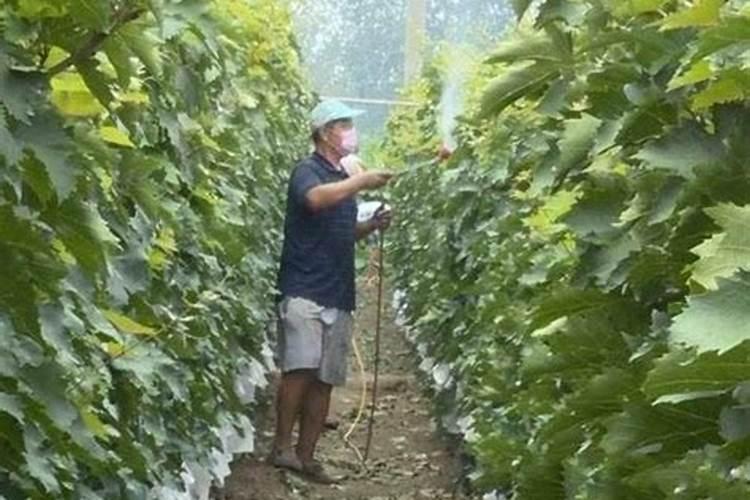 葡萄种植不同时期如何追肥 施肥注意事项