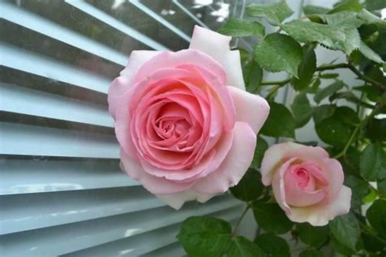 龙沙宝石月季怎么养