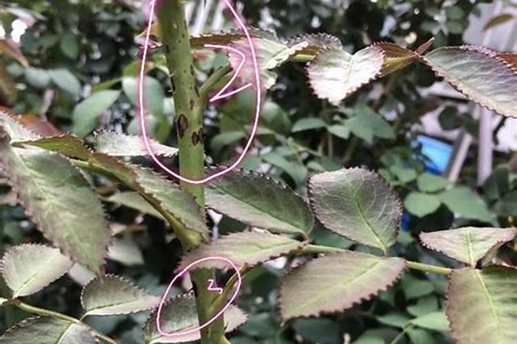 龙沙宝石月季一年开几次