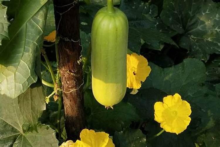 辣椒施肥必看:6个施肥妙招,提高产量