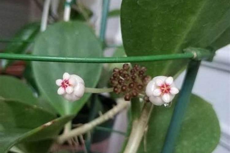 球兰一年开几次花 球兰的花期是什么时候