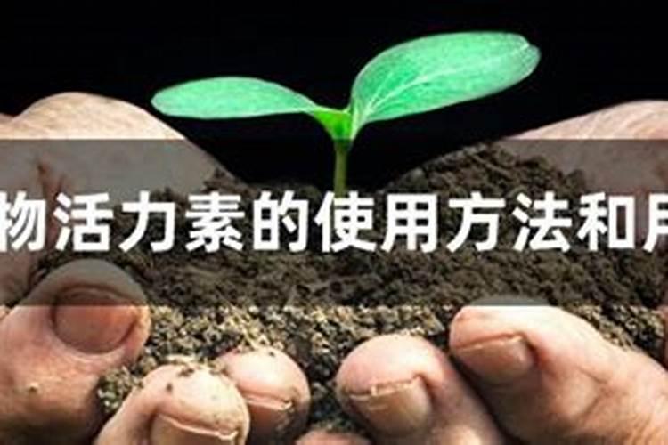 月季花防虫都有哪些方法