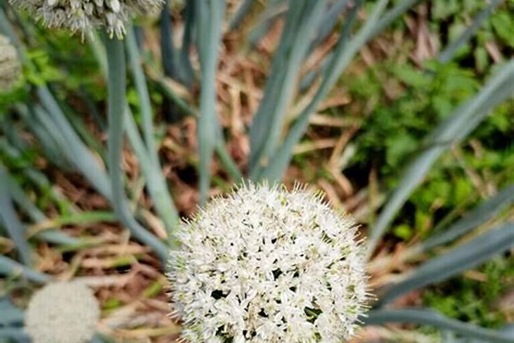 葱花怎么种植方法