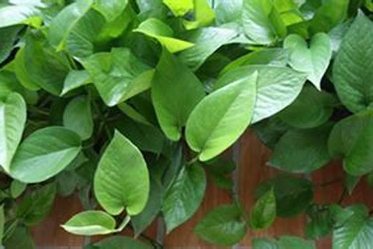 尿素怎么给花施肥 尿素如何给花施肥