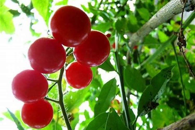 百香果结果期用什么复合肥？百香果膨果期用什么水溶肥好？