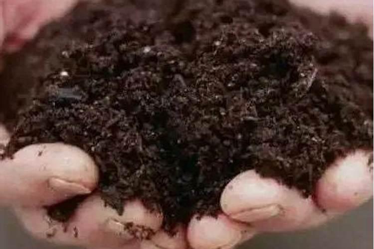 苹果树花期打什么药