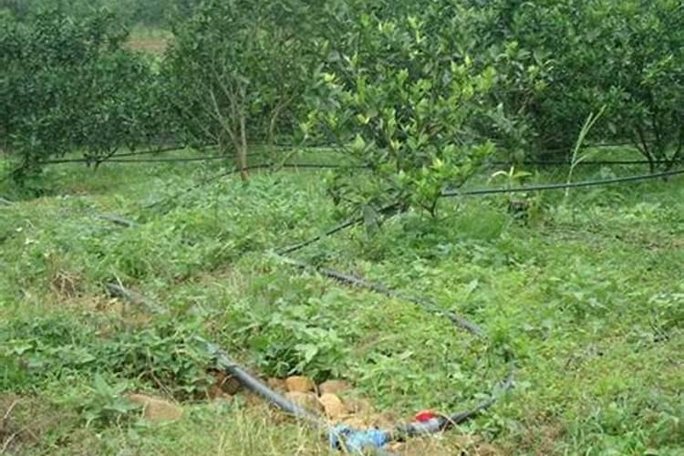 一棵果树施磷肥最简单三个步骤