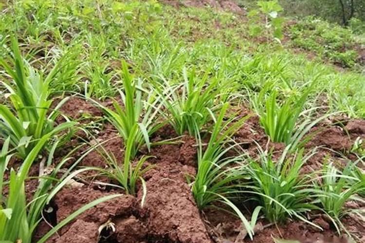 自己种的青菜为什么会苦