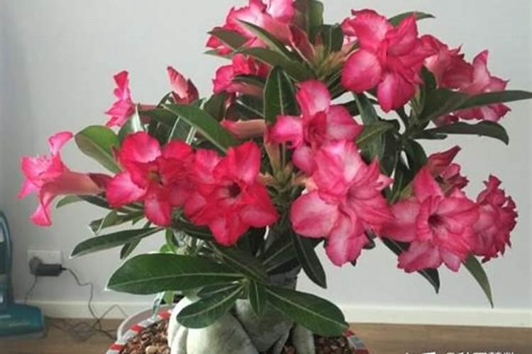 沙漠玫瑰什么时候施肥