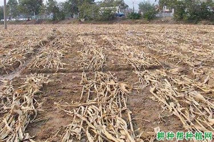 玉米秸秆还田地播种小麦还用上钾肥吗