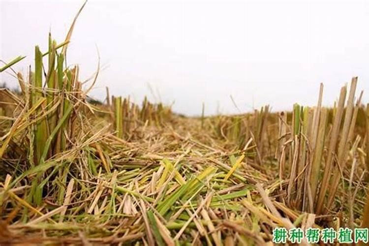 秸秆还田还需上钾肥吗