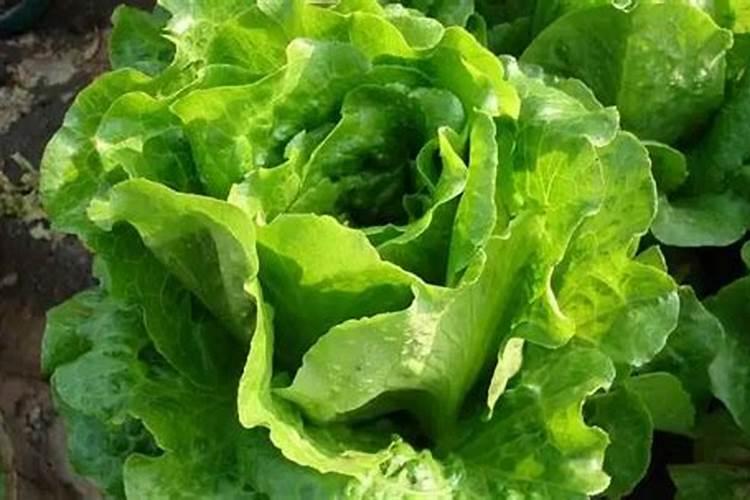 生菜控旺打什么农药