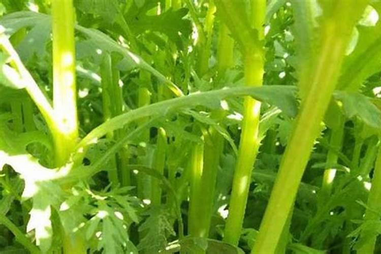 茼蒿施肥用什么肥料