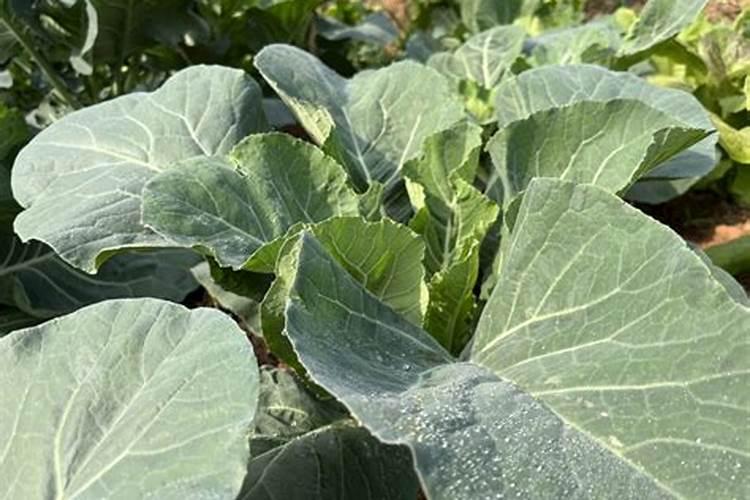 种花菜用什么肥料最好