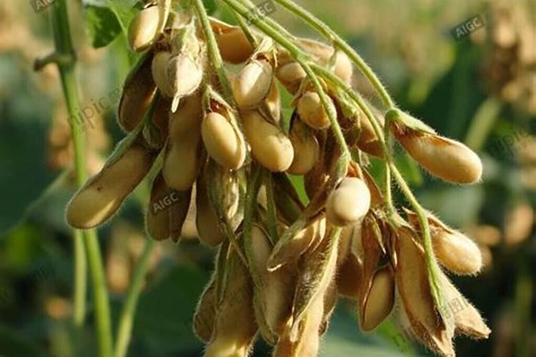 炒熟的黄豆可以做肥料吗