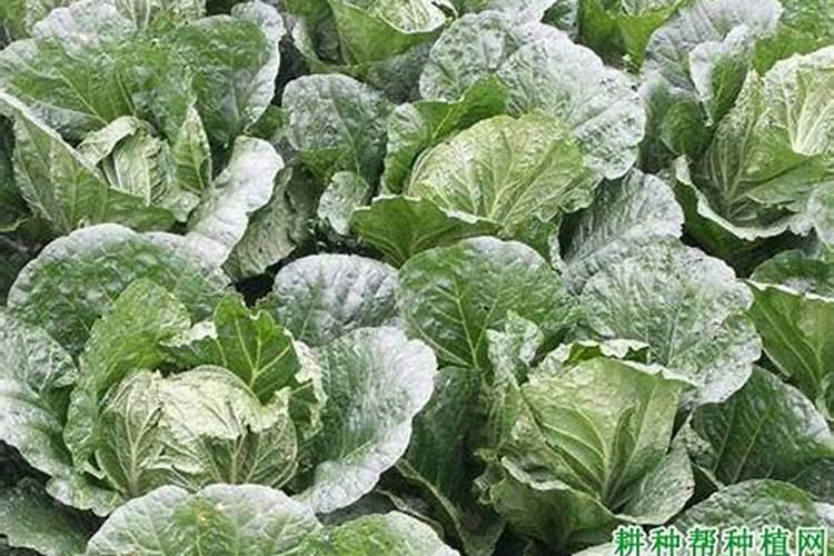 种白菜如何补施钙肥