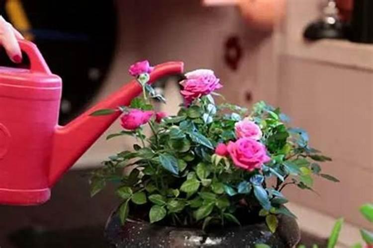 月季花怎么种植,资深花友分享