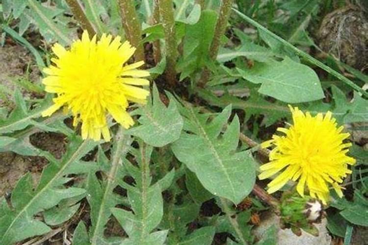 怎样种植蒲公英呢？