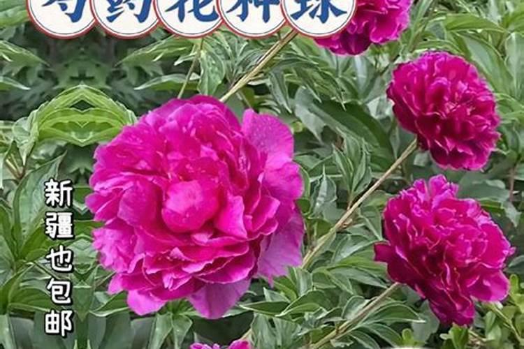 芍药施什么肥最好