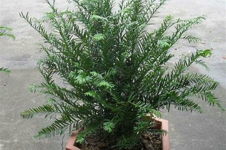 红豆杉用什么肥料好