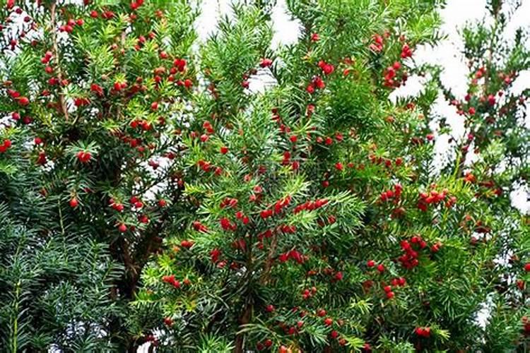 红豆杉适合施什么肥？