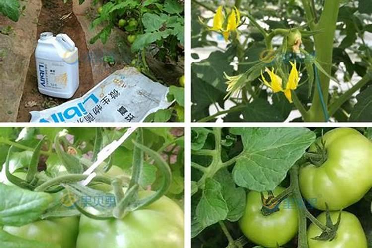 番茄什么时候冲钙肥好 注意事项有哪些