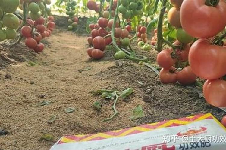 大番茄什么时期补充钙肥合适