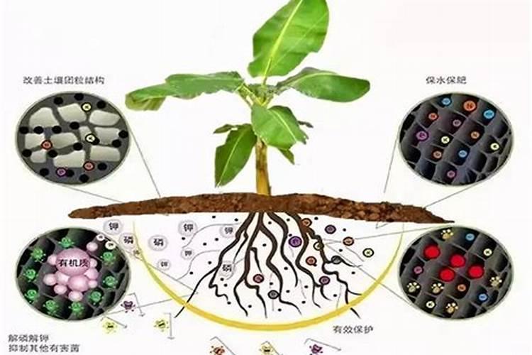 黄腐酸钾能解决花生地重茬问题吗