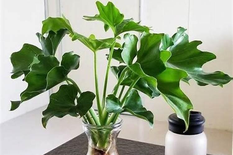 哪些绿植适合氮肥