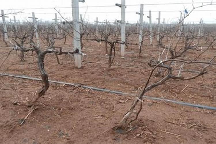 葡萄树冬季要施肥吗