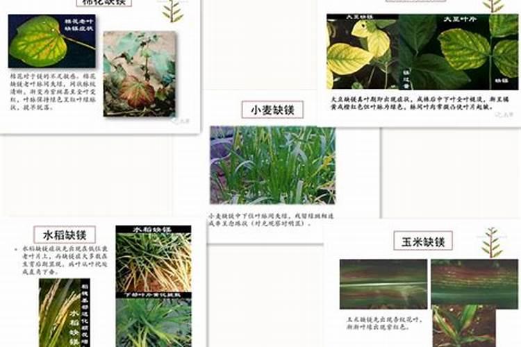 施用草木灰是为了给农作物补充什么