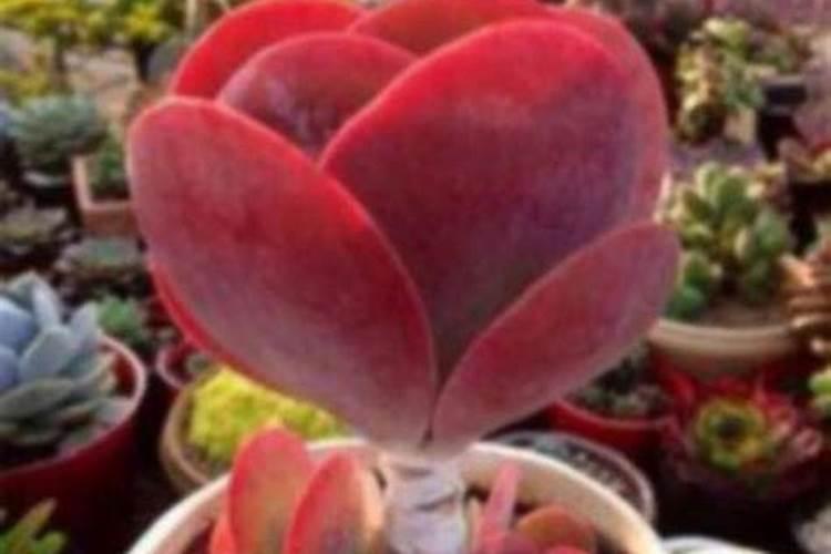 唐印加什么肥叶子又厚又大