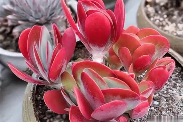 唐印多肉植物的养殖方法