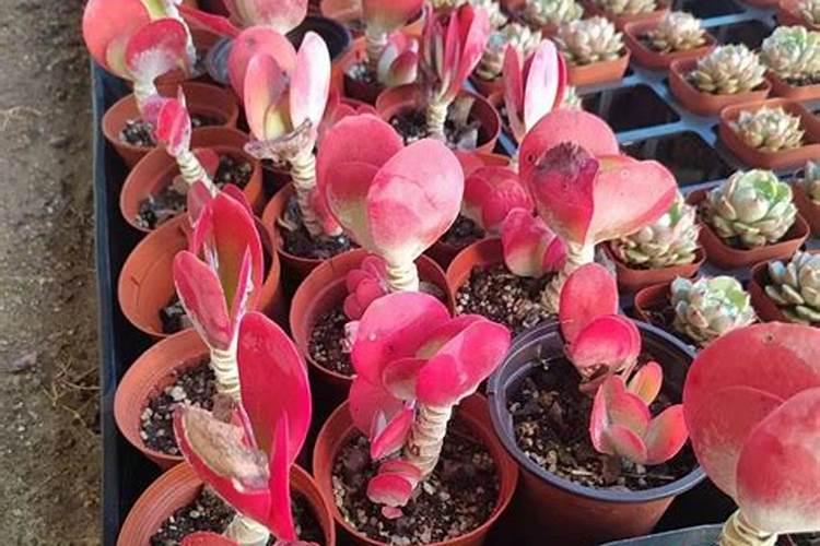 唐印多肉植物的养殖方法